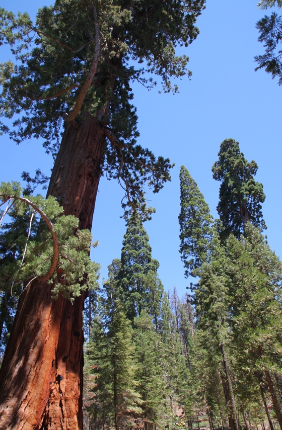 Sequoia National Forest